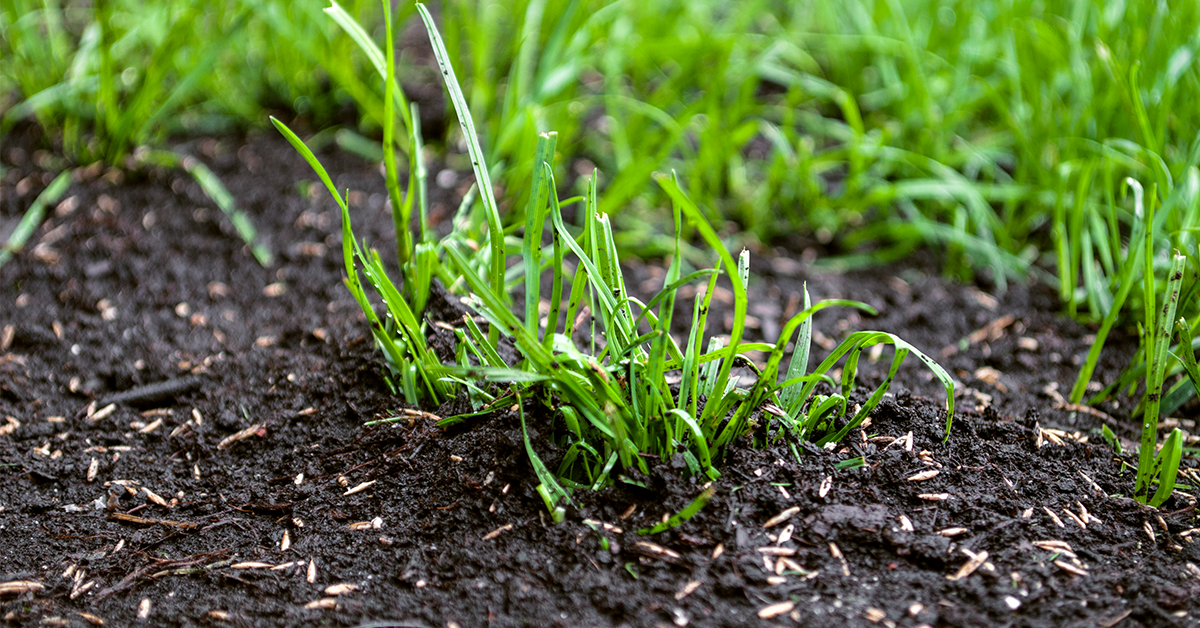 Overseeding Your Lawn A Guide For Utah Grasses IFA Blog